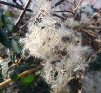 capelli di strega