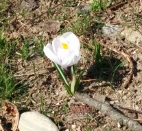 crocus